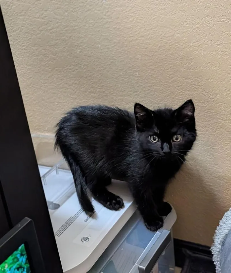 A baby small-sized male Black Domestic Short Hair cat named Ronaldo for adoption in Westfield, WI