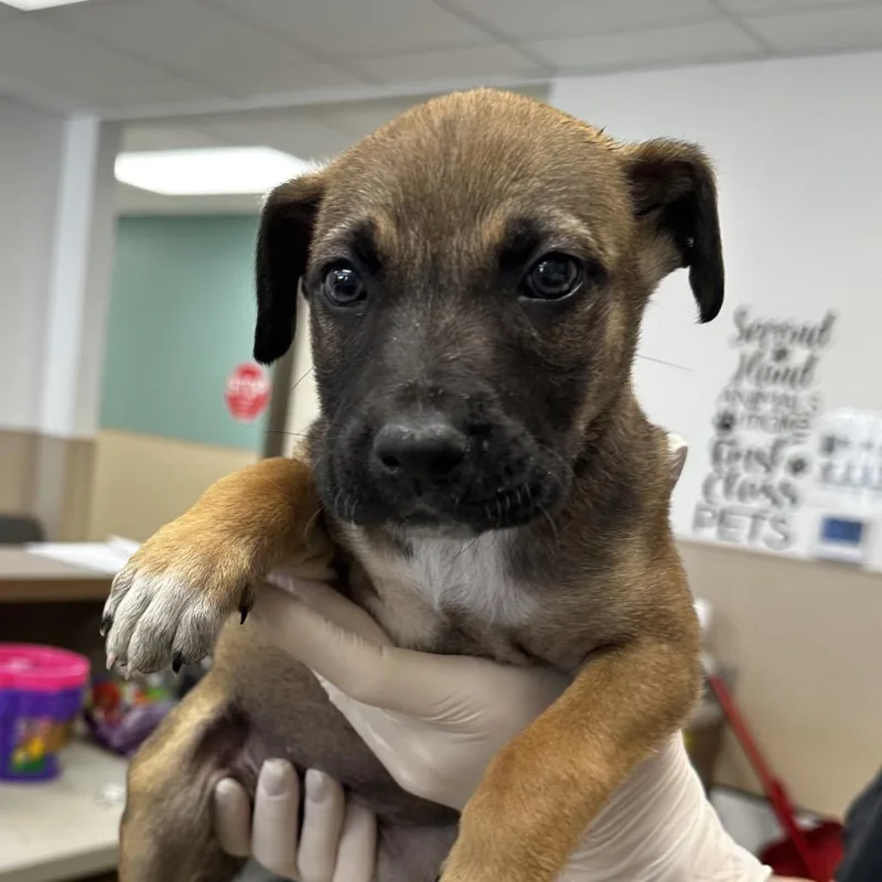 Kimi Watanabefinster