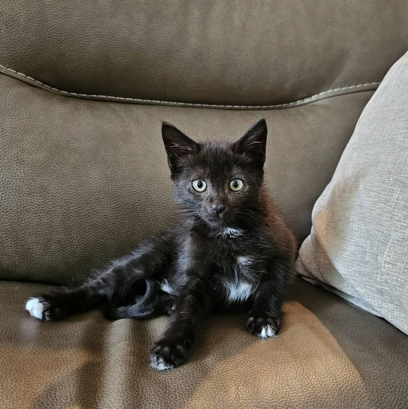 Jasper