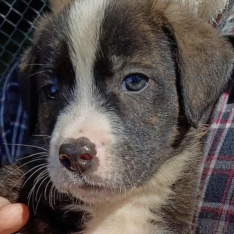 A baby medium-sized male Shepherd dog named Carl for adoption in Stuart, VA