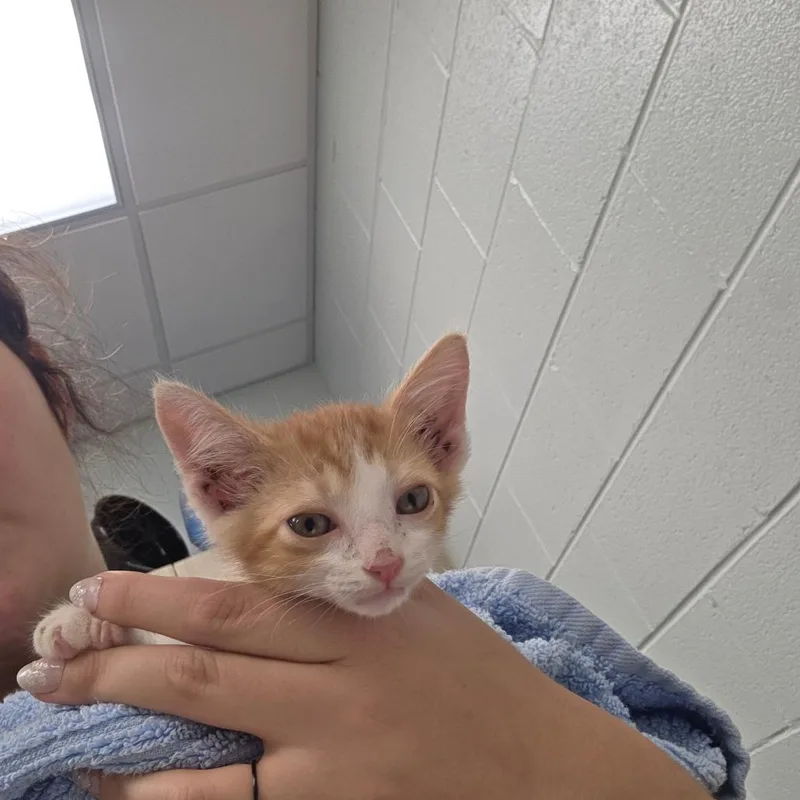 A baby small-sized male Orange / Red Domestic Short Hair cat named Fizz for adoption in Chattanooga, TN