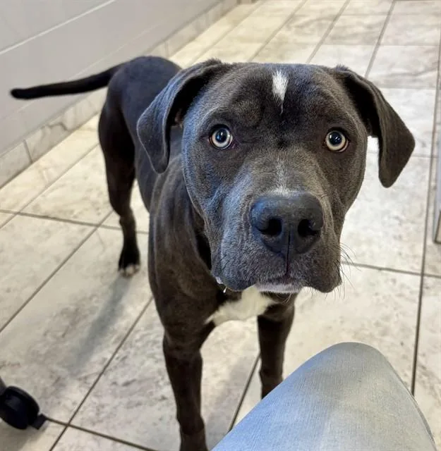 A young medium-sized male Pit Bull Terrier dog named Chubs for adoption in Kalamazoo, MI