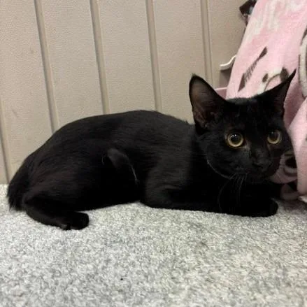 A baby small-sized male Black Domestic Short Hair cat named Dawn for adoption in Long Beach, CA