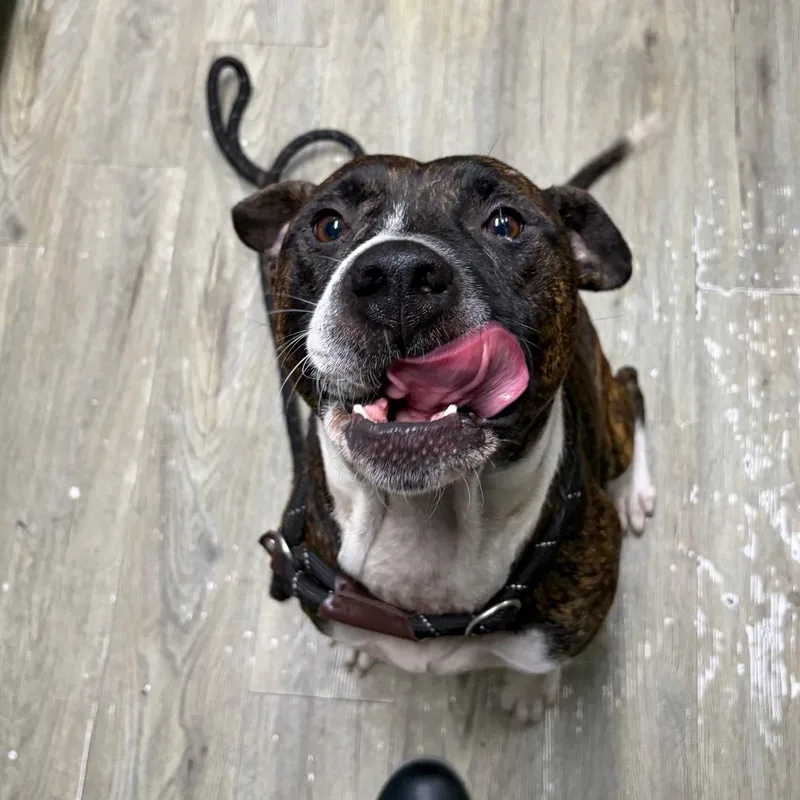 An adult large-sized male Brindle Mixed Breed dog named Frisbee for adoption in Summerville, SC