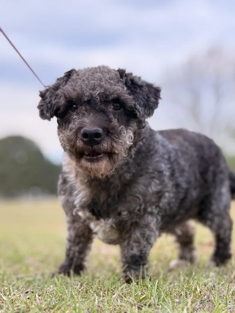 Mickey Doodle thumbnail 5