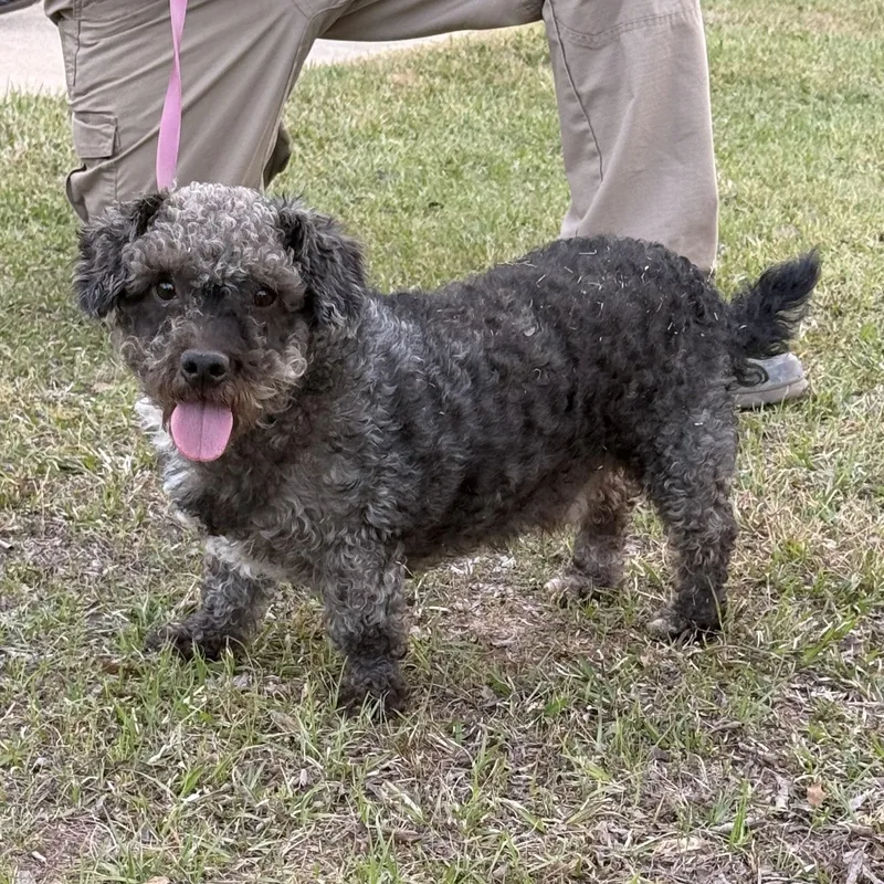 Mickey Doodle thumbnail 6