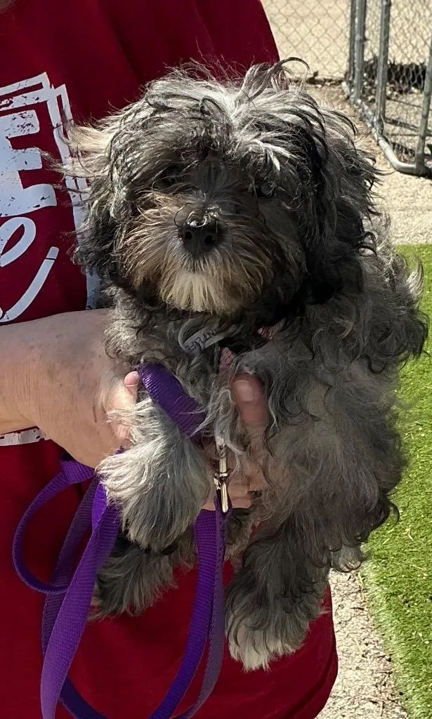 A baby small-sized female Shih Tzu dog named Giddy $ for adoption in Milwaukee, WI
