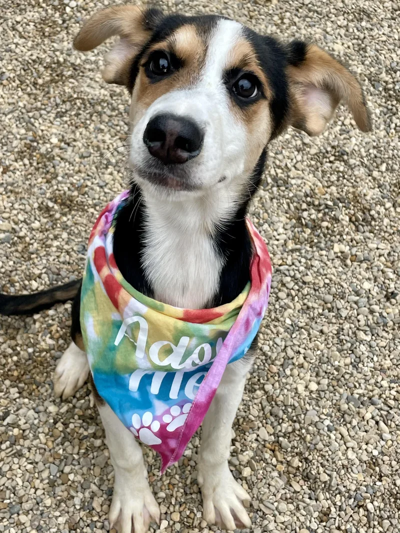 A baby medium-sized female Tricolor (Brown, Black, & White) Beagle dog named Capri for adoption in Lacon, IL