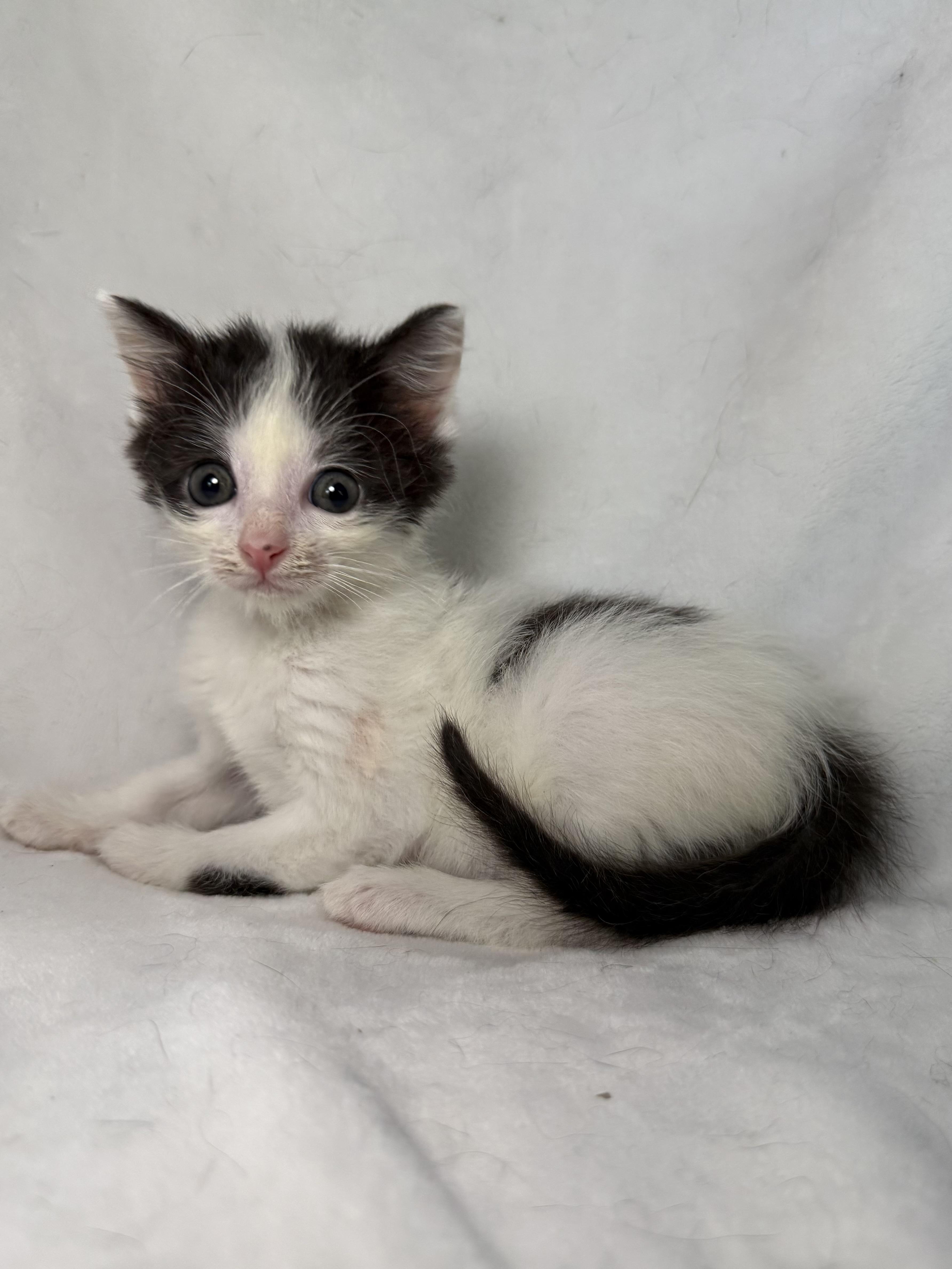 A baby medium-sized male Black & White / Tuxedo Domestic Short Hair cat named Dale for adoption in Greensboro, NC