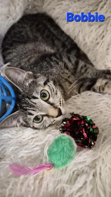 A baby small-sized female Domestic Short Hair cat named Bobbie for adoption in Conway, SC