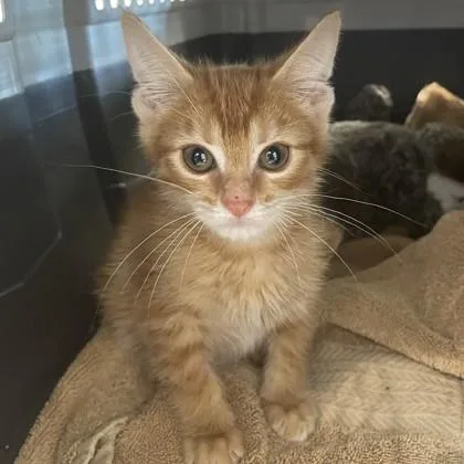 A baby small-sized male Domestic Short Hair cat named Egg McMuffin for adoption in Wheaton, IL