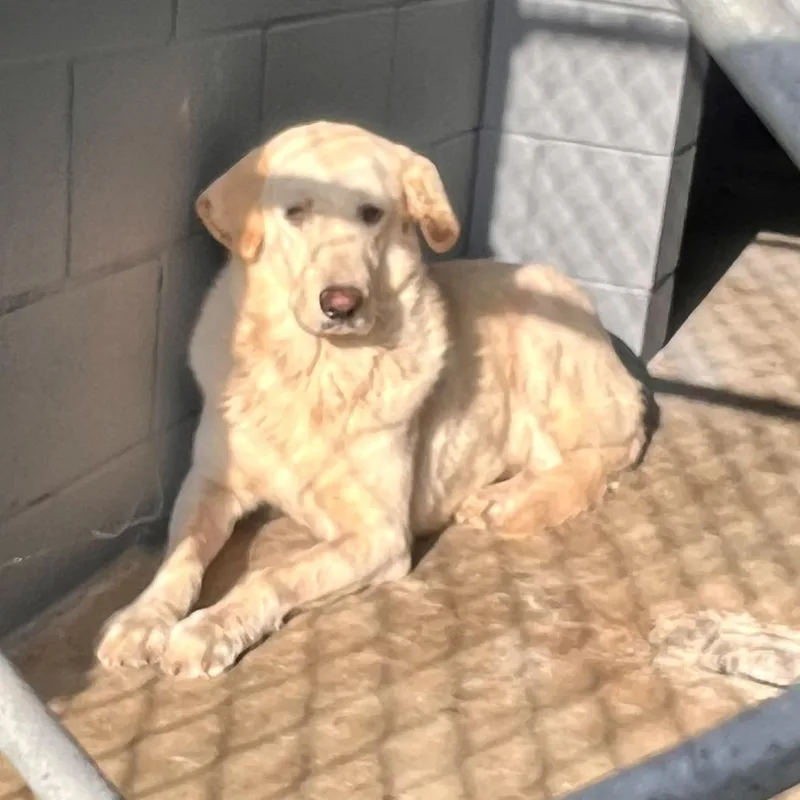A young medium-sized female Labrador Retriever dog named Betty for adoption in Austin, TX