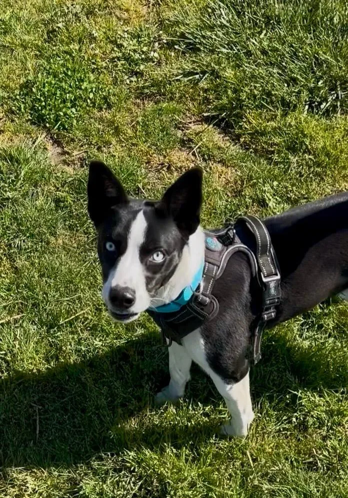 A young medium-sized female Basenji dog named Bailey Sponsored by for adoption in Newberg, OR