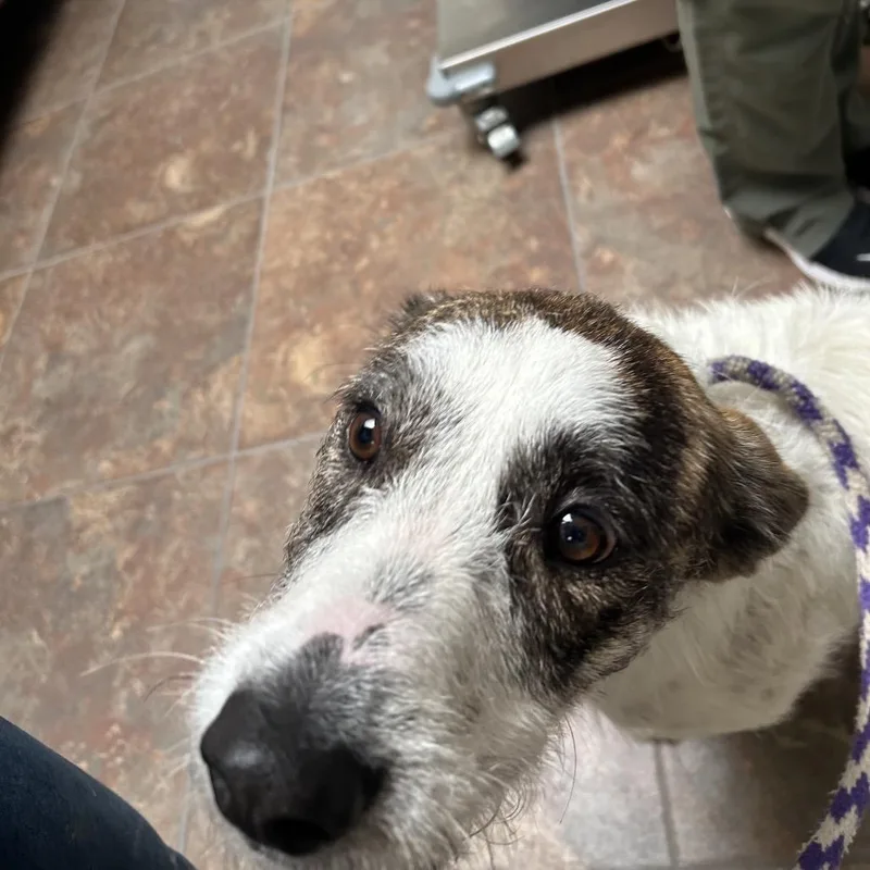 A young medium-sized female White / Cream Terrier dog named Daisey for adoption in Ojai, CA
