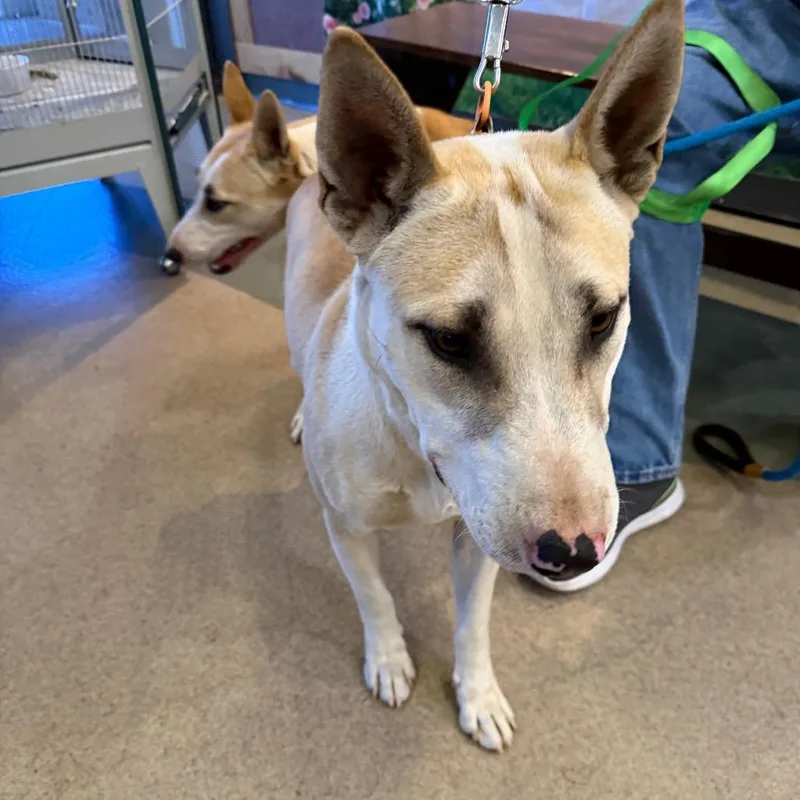 An adult medium-sized male Yellow / Tan / Blond / Fawn Bull Terrier dog named Iepastray_ for adoption in Upland, CA