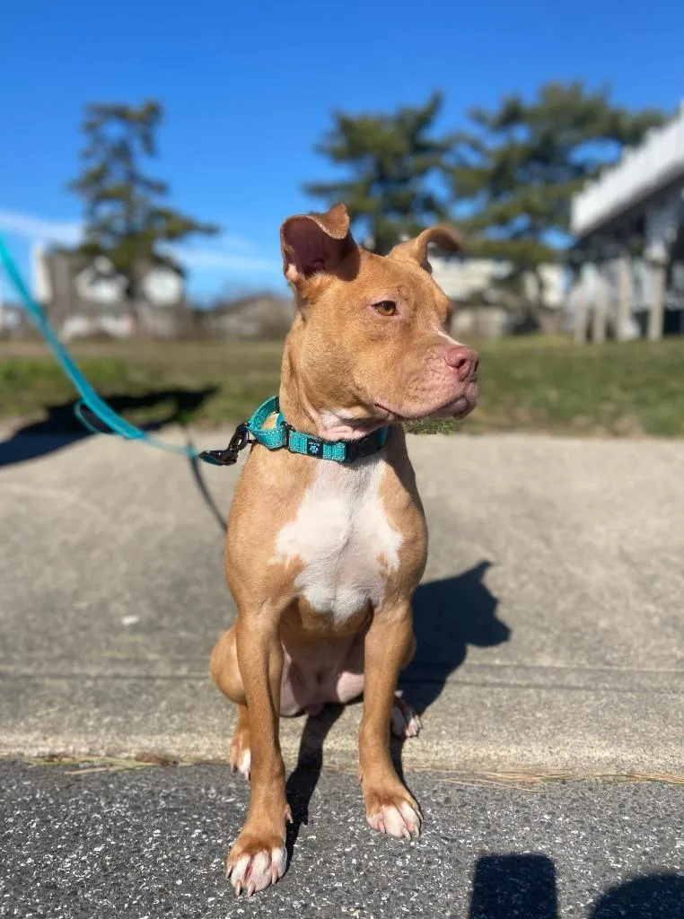An adult small-sized female Pit Bull Terrier dog named Evangeline for adoption in Berlin, MD