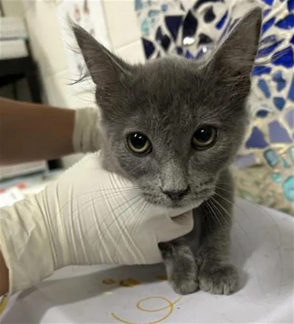 A baby medium-sized male Domestic Short Hair cat named Irving for adoption in Pensacola, FL
