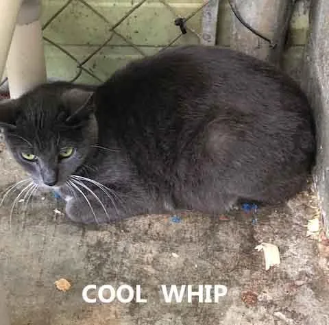 A young medium-sized female Gray / Blue / Silver Domestic Short Hair cat named Cool Whip for adoption in Washington, GA