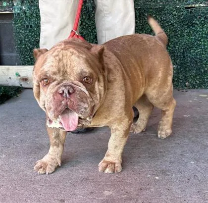 An adult medium-sized male Brown / Chocolate English Bulldog dog named 61574307 for adoption in El Paso, TX