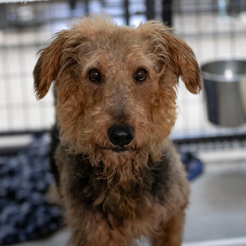 An adult large-sized female Black Airedale Terrier dog named Mrs. Pickles for adoption in Peyton, CO