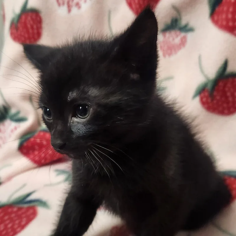 A baby small-sized male Black Domestic Short Hair cat named Kit Kat for adoption in Brighton, MO