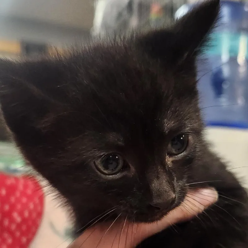 Kit Kat thumbnail 3