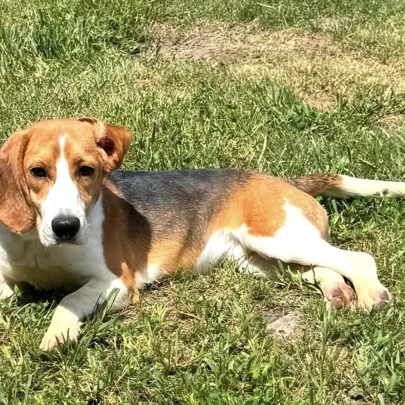 An adult medium-sized male Beagle dog named Willie James for adoption in Long Island City, NY