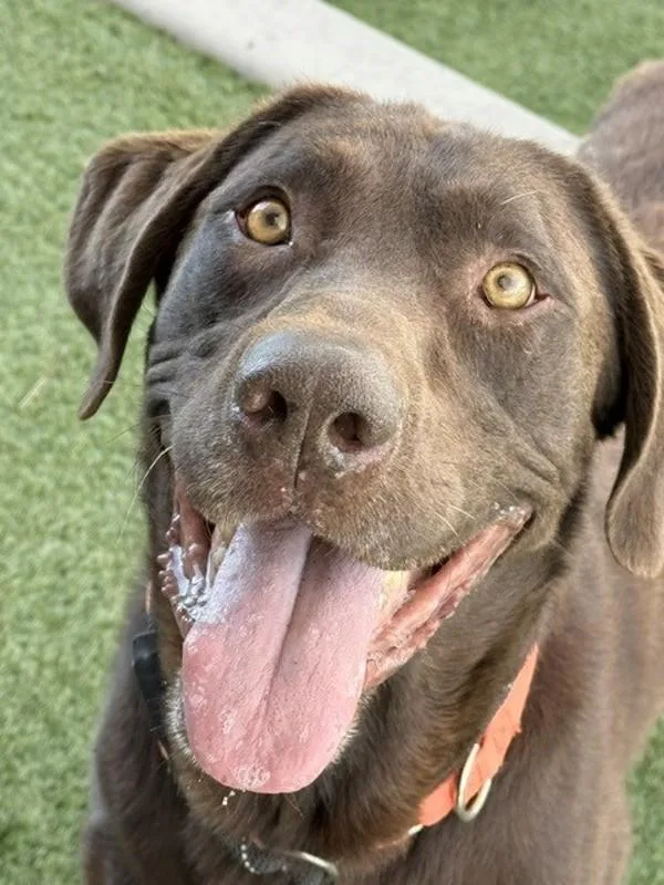 An adult medium-sized male Labrador Retriever dog named Comrade for adoption in Salt Lake City, UT