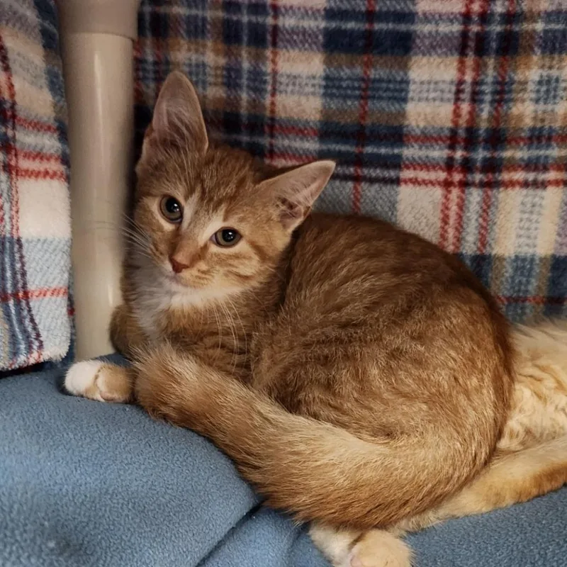 A baby small-sized male Orange / Red Domestic Short Hair cat named Casper for adoption in Grand Rapids, MI