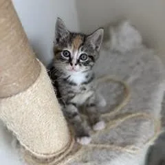 A baby small-sized female Orange / Red Domestic Short Hair cat named Anna for adoption in Winston Salem, NC