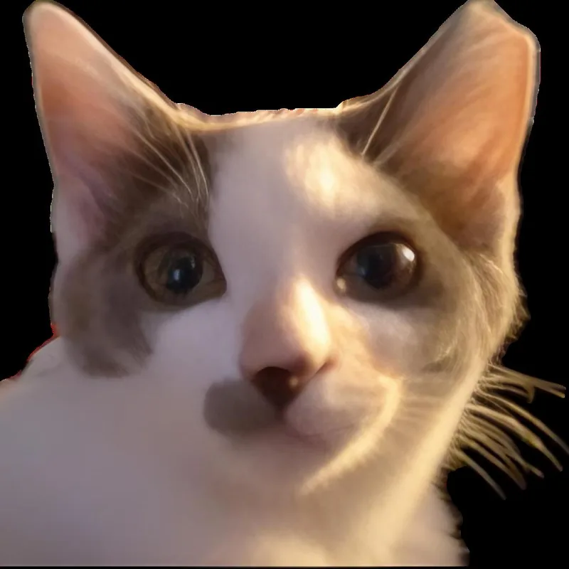 A baby large-sized female Gray & White Domestic Short Hair cat named Dno for adoption in Santa Ana, CA