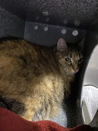 An adult small-sized female Domestic Short Hair cat named Mocha for adoption in Daytona Beach, FL