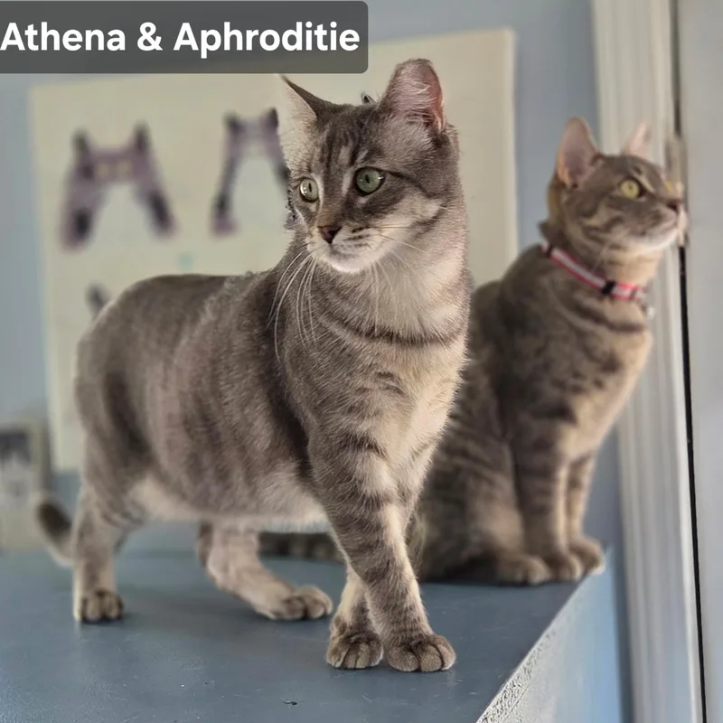 Athena & Aphrodite  thumbnail 2