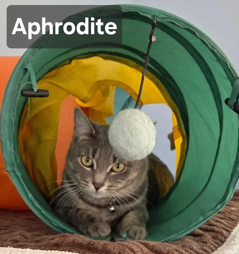 Athena & Aphrodite  thumbnail 3