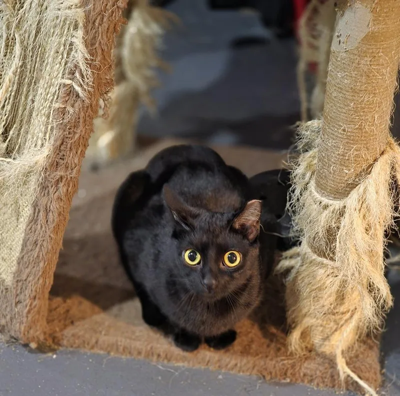 A young medium-sized female Black Domestic Short Hair cat named Juno for adoption in Elyria, OH