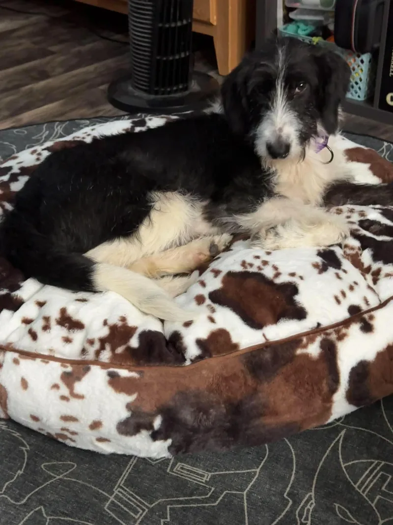 Tilly thumbnail 2