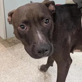 An adult medium-sized female Black Mixed Breed dog named Lizard for adoption in Jacksonville, FL