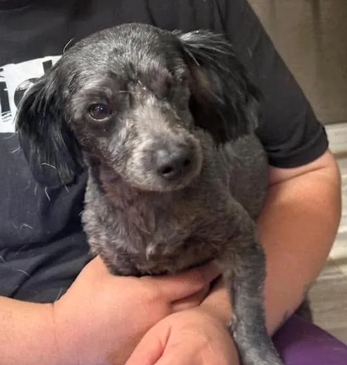 A young small-sized male Poodle dog named Richie in RX for adoption in Cranston, RI