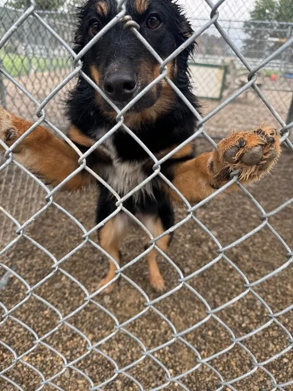 A young medium-sized female Black Australian Shepherd dog named Kalesey for adoption in Georgetown, OH