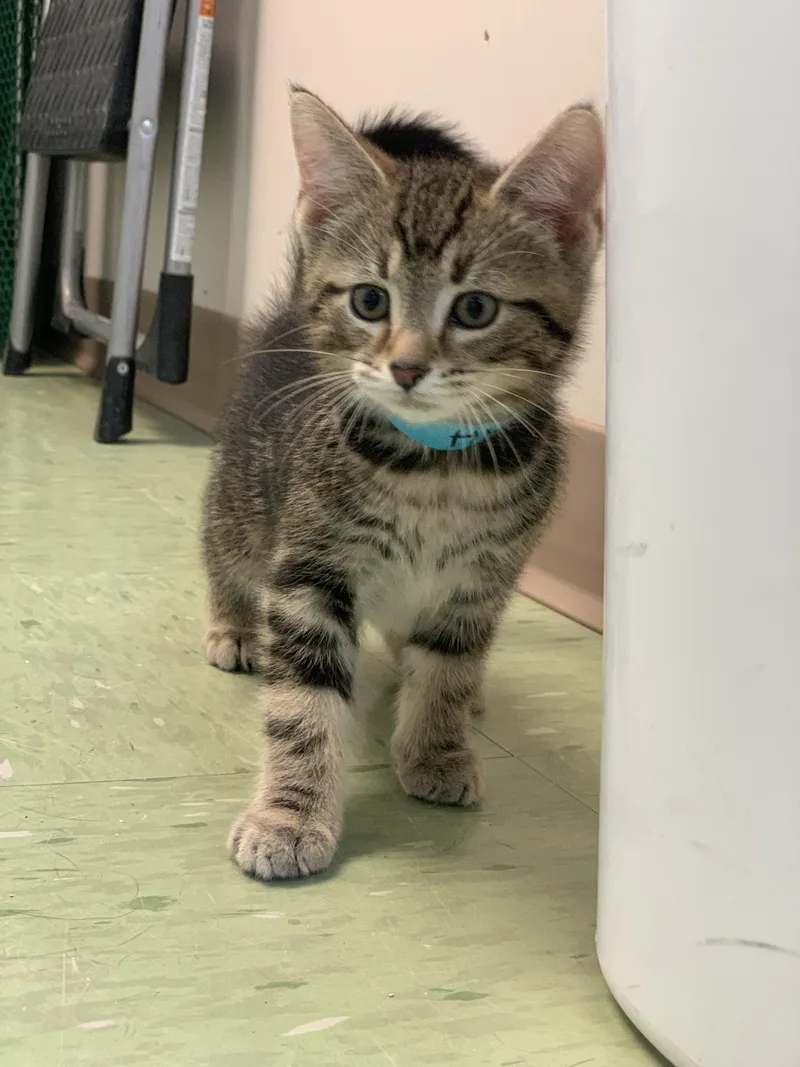 A young medium-sized male Domestic Short Hair cat named Oli for adoption in Plain City, OH