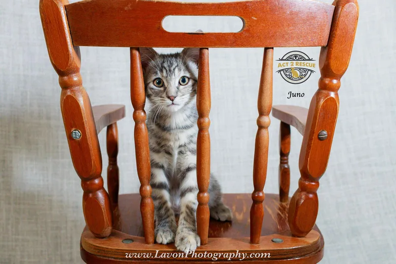 A baby medium-sized female Dilute Tortoiseshell cat named Juno for adoption in Riverside, CA