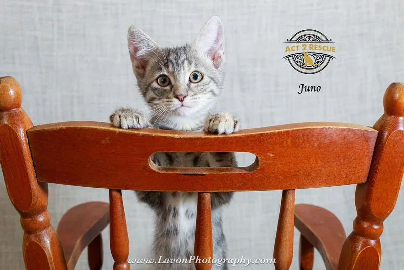 Juno thumbnail 2