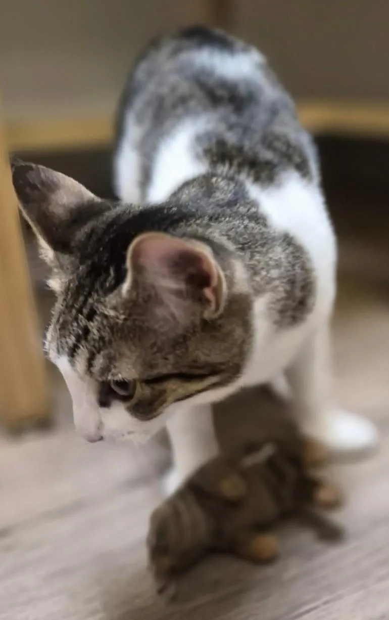 A baby medium-sized male Tabby (Brown / Chocolate) Domestic Short Hair cat named Goji for adoption in Milwaukee, WI