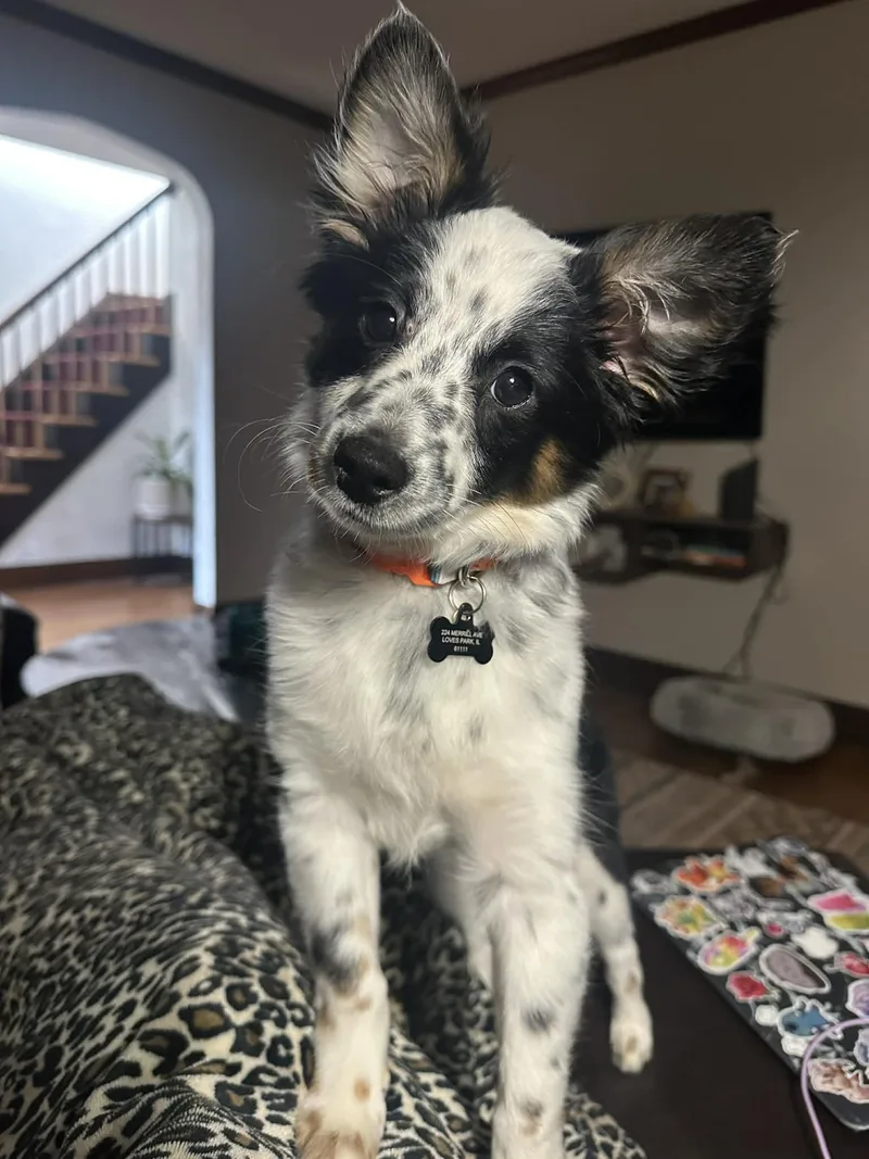 A baby small-sized female Tricolor (Brown, Black, & White) Australian Shepherd dog named Riley for adoption in Byron, IL