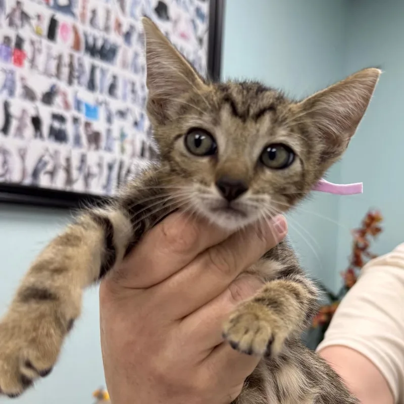 A baby small-sized female Brown / Chocolate Domestic Short Hair cat named Zooble for adoption in Lauderhill, FL