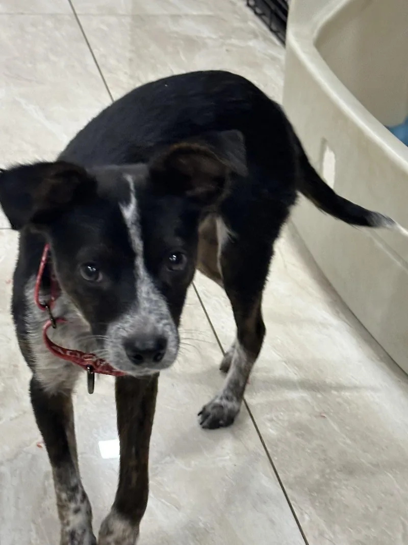 A young small-sized male Black Chihuahua dog named Henry for adoption in Abington, PA