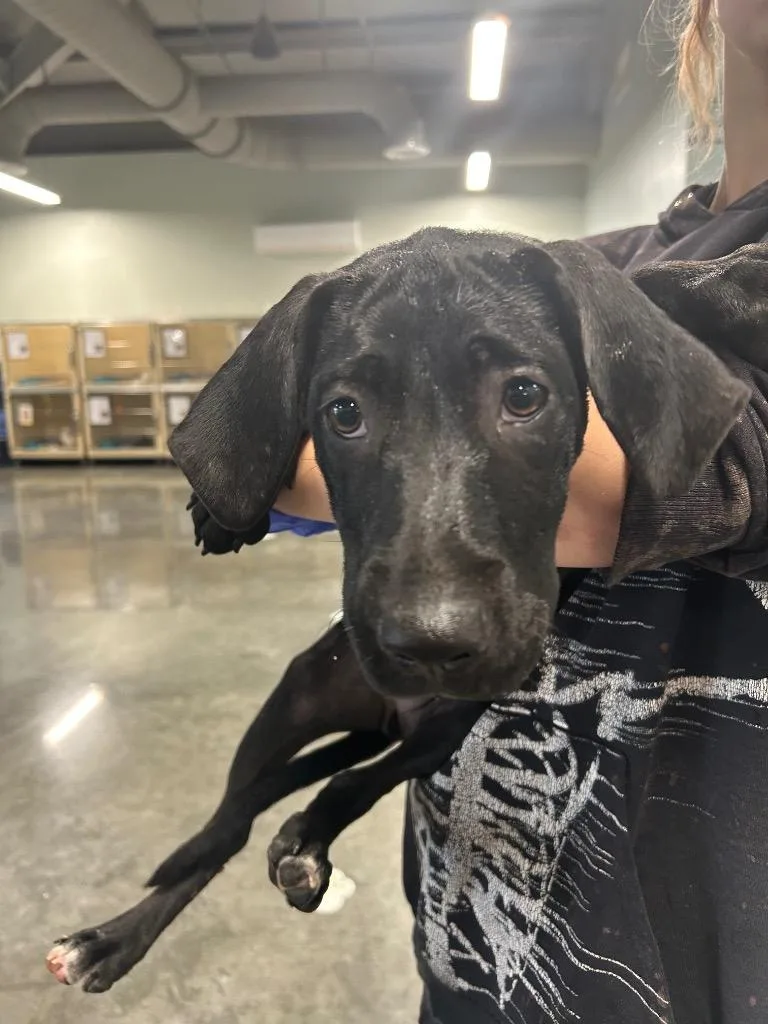 A baby medium-sized female Labrador Retriever dog named Pollyanna for adoption in Gautier, MS