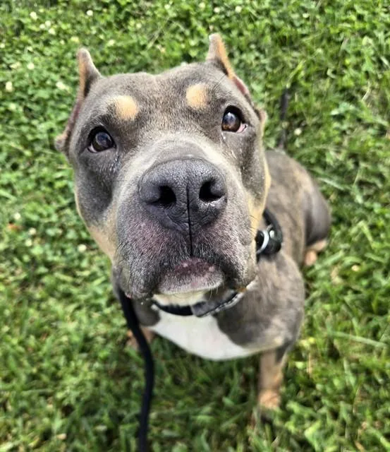 An adult medium-sized female Staffordshire Bull Terrier dog named Mako for adoption in Olivette, MO