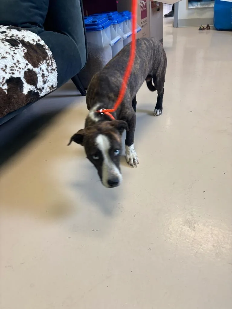 A young medium-sized female Pit Bull Terrier dog named Pam for adoption in Belton, TX