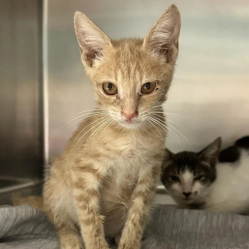 A baby small-sized male Orange / Red Domestic Short Hair cat named Mater for adoption in Chattanooga, TN